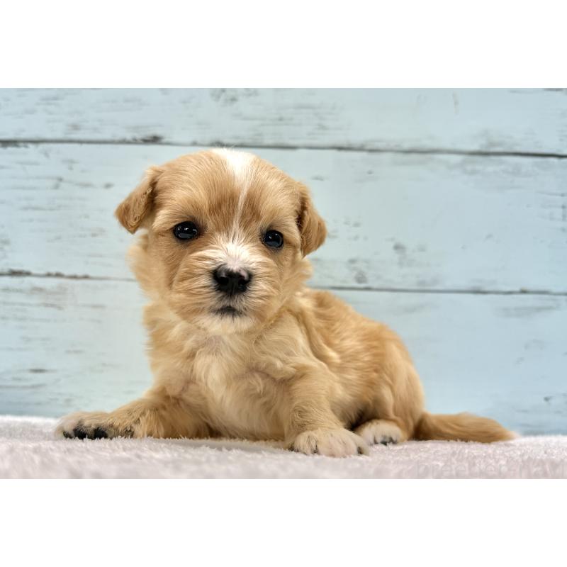 販売中の千葉県のマルプー:マルチーズ×トイプードル-432336の12枚目