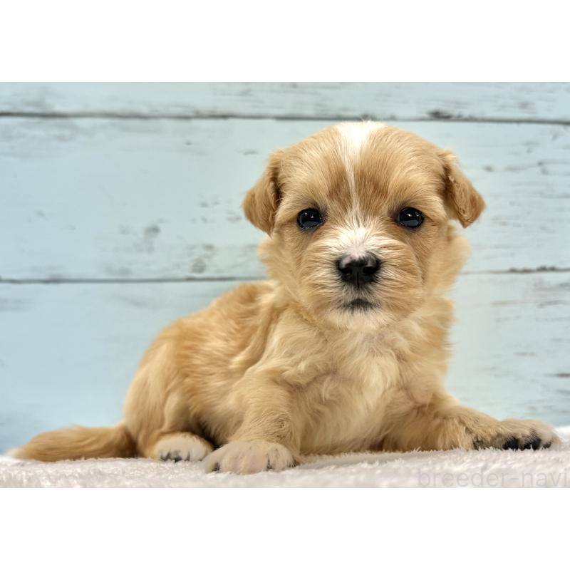 販売中の千葉県のマルプー:マルチーズ×トイプードル-432336の11枚目