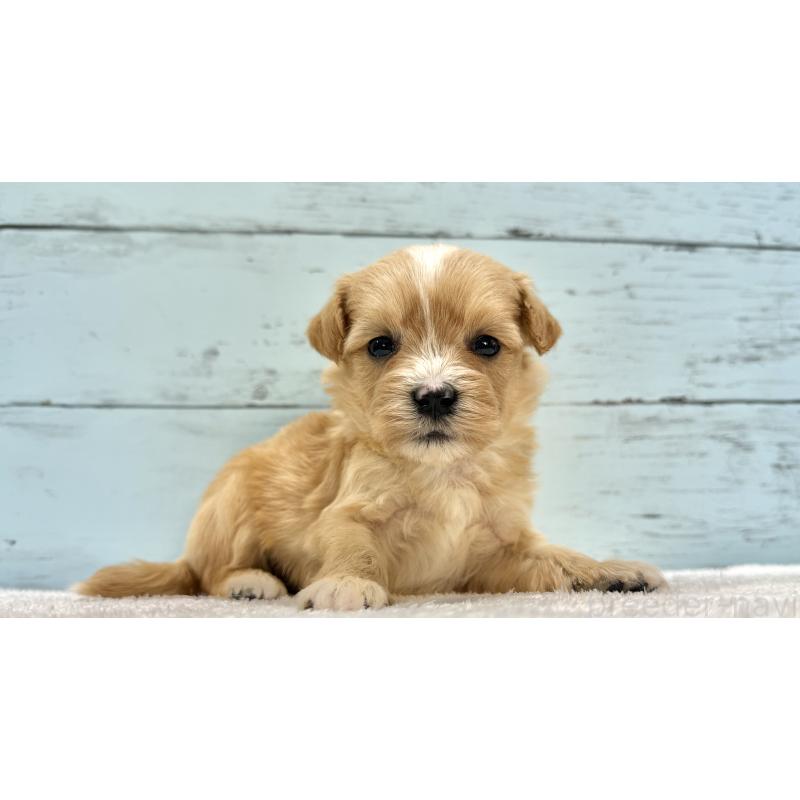 販売中の千葉県のマルプー:マルチーズ×トイプードル-432336の10枚目