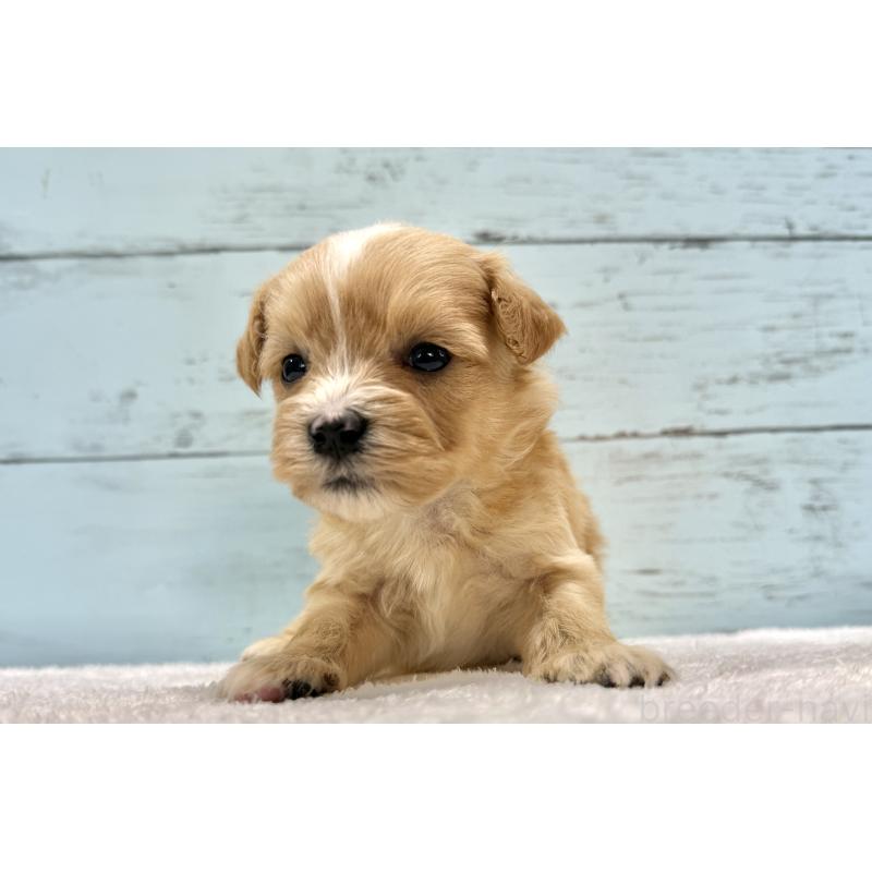 販売中の千葉県のマルプー:マルチーズ×トイプードル-432336の9枚目