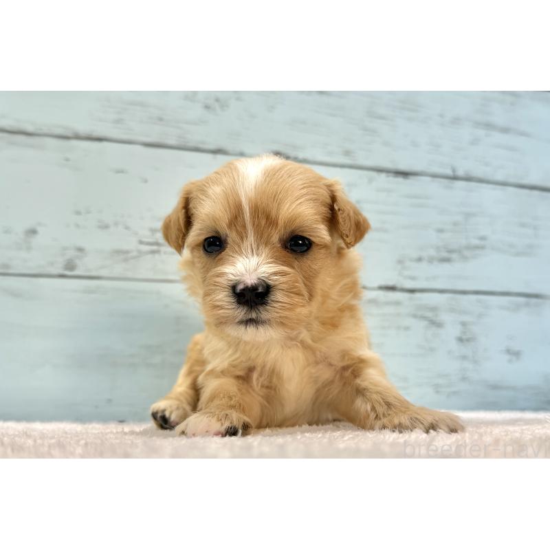 販売中の千葉県のマルプー:マルチーズ×トイプードル-432336の8枚目