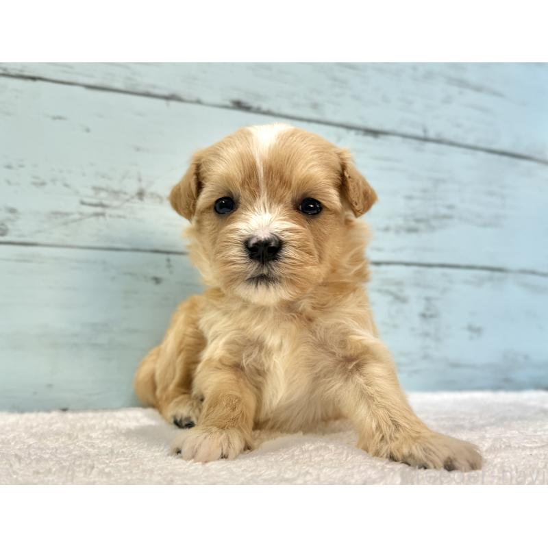 販売中の千葉県のマルプー:マルチーズ×トイプードル-432336の7枚目