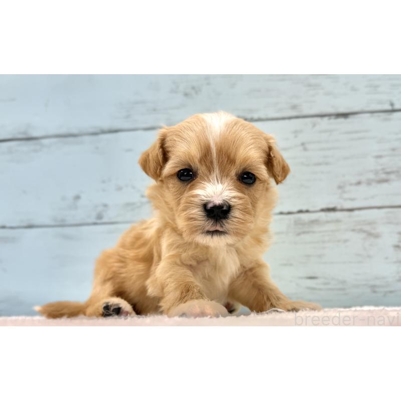 販売中の千葉県のマルプー:マルチーズ×トイプードル-432336の6枚目