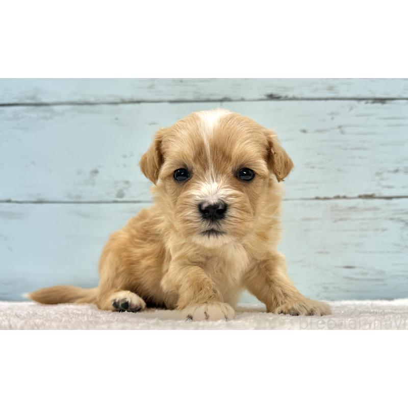 販売中の千葉県のマルプー:マルチーズ×トイプードル-432336の5枚目