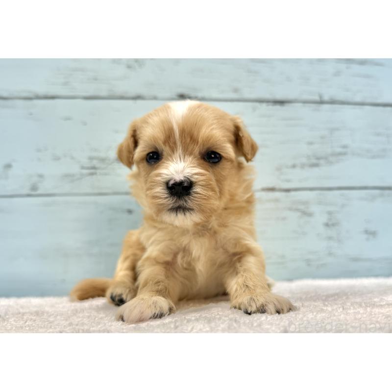 販売中の千葉県のマルプー:マルチーズ×トイプードル-432336の4枚目