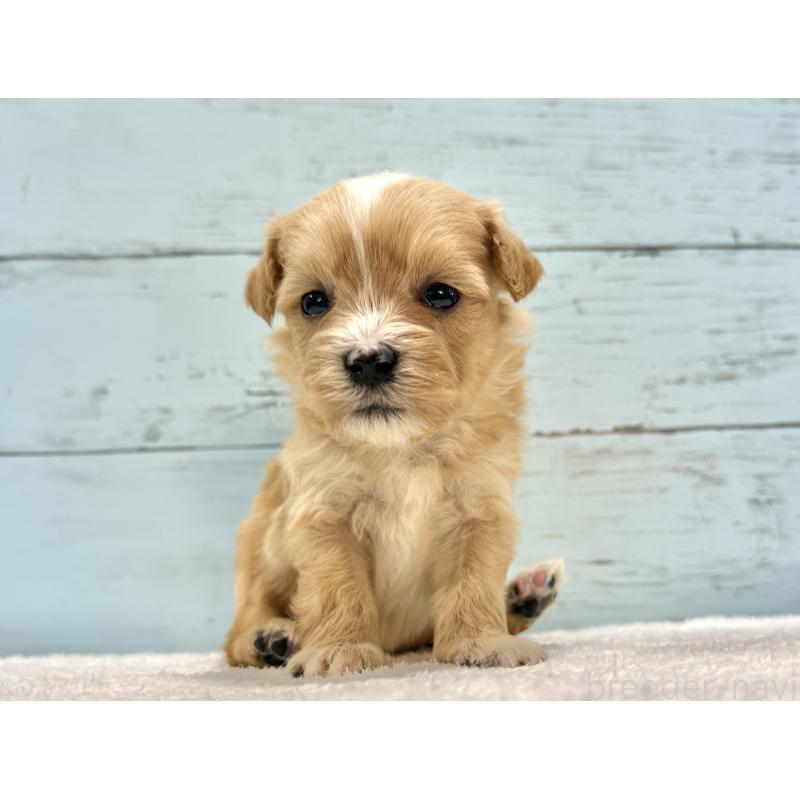 販売中の千葉県のマルプー:マルチーズ×トイプードル-432336の3枚目