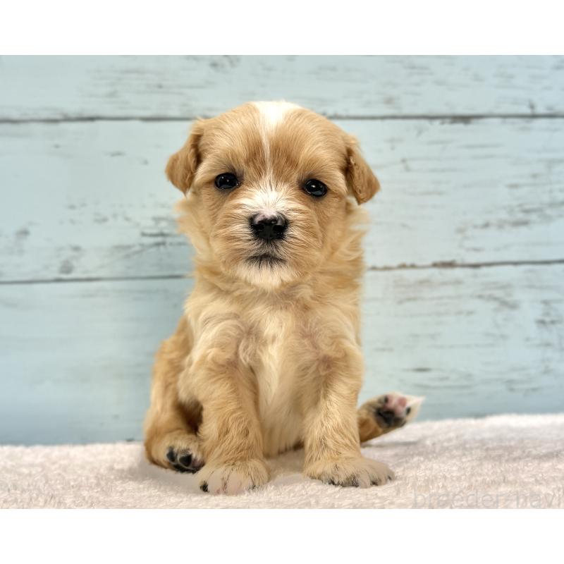 販売中の千葉県のマルプー:マルチーズ×トイプードル-432336の2枚目