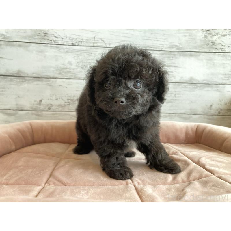 販売中の北海道のチワプー:チワワ×トイプードル-430770の6枚目