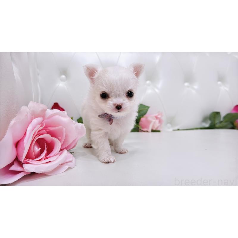 販売中の埼玉県のチワワ(ロングコート)-430694