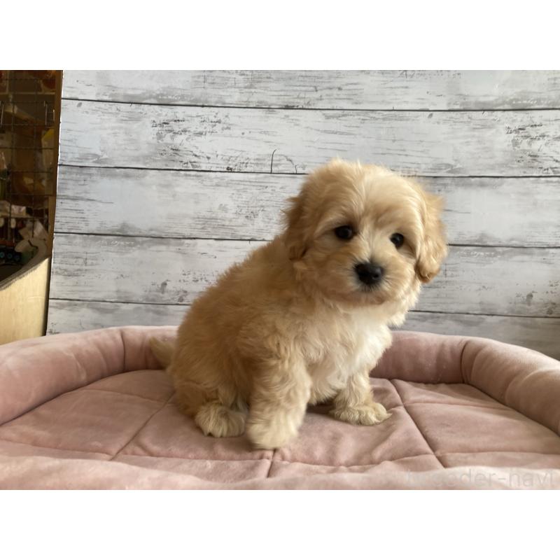 成約済の北海道のマルプー:マルチーズ×トイプードル-429595の5枚目