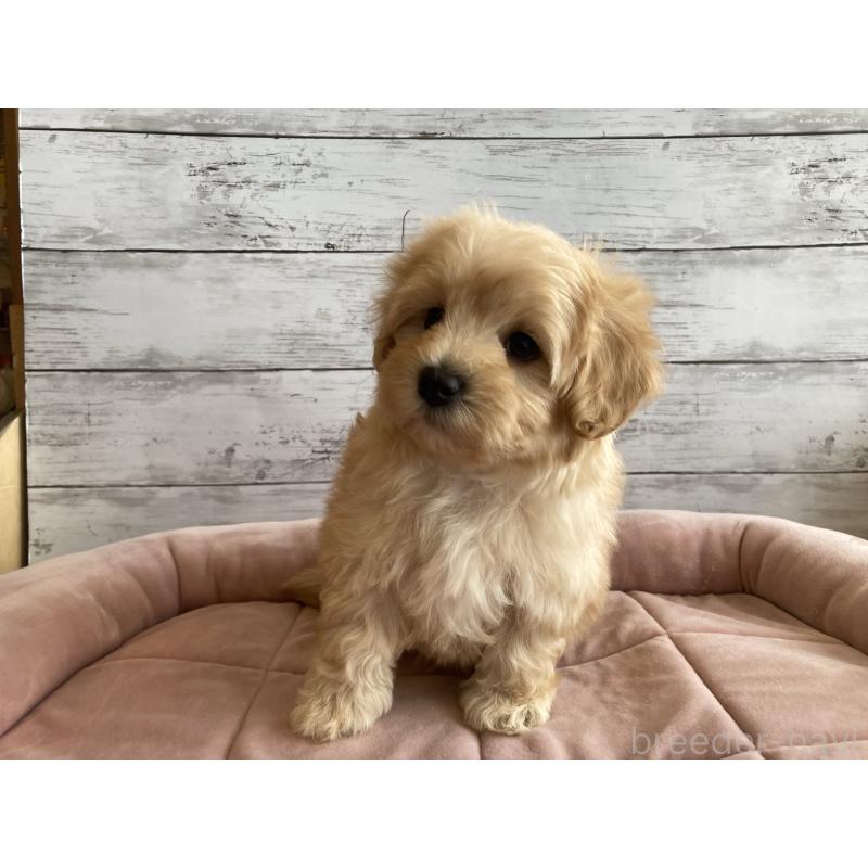 成約済の北海道のマルプー:マルチーズ×トイプードル-429595の4枚目