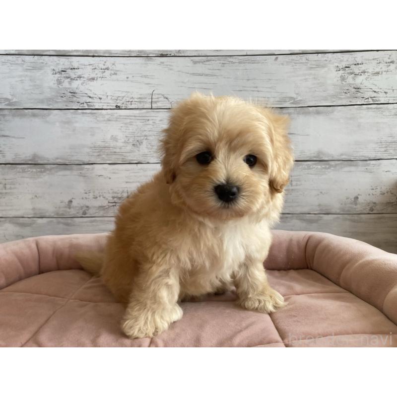 成約済の北海道のマルプー:マルチーズ×トイプードル-429595の3枚目