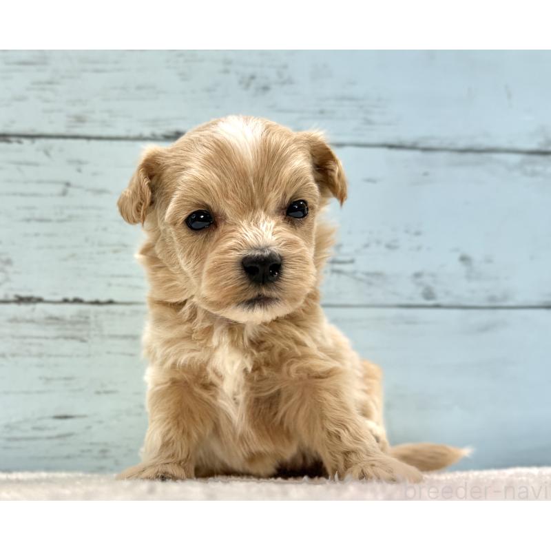 販売中の千葉県のマルプー:マルチーズ×トイプードル-432337の8枚目