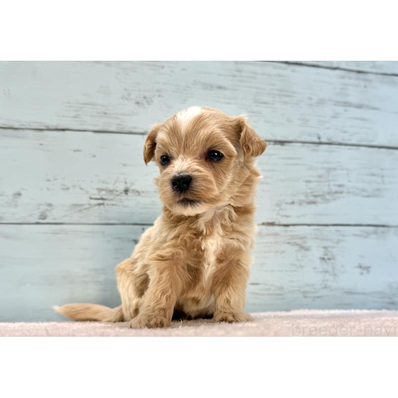 販売中の千葉県のマルプー:マルチーズ×トイプードル-432337の7枚目