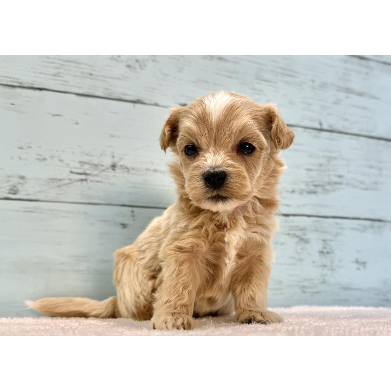 販売中の千葉県のマルプー:マルチーズ×トイプードル-432337の6枚目