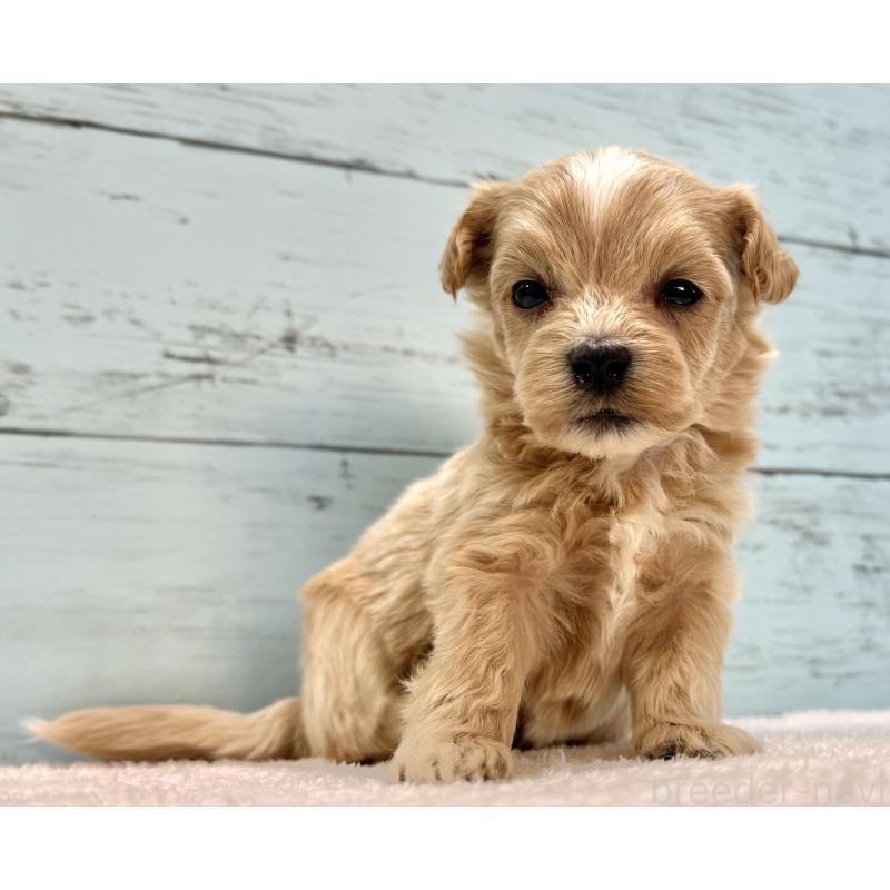 販売中の千葉県のマルプー:マルチーズ×トイプードル-432337の5枚目