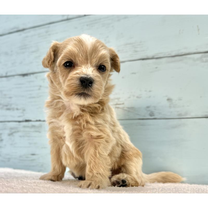 販売中の千葉県のマルプー:マルチーズ×トイプードル-432337の4枚目