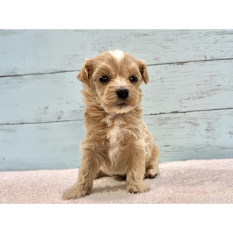 販売中の千葉県のマルプー:マルチーズ×トイプードル-432337の3枚目