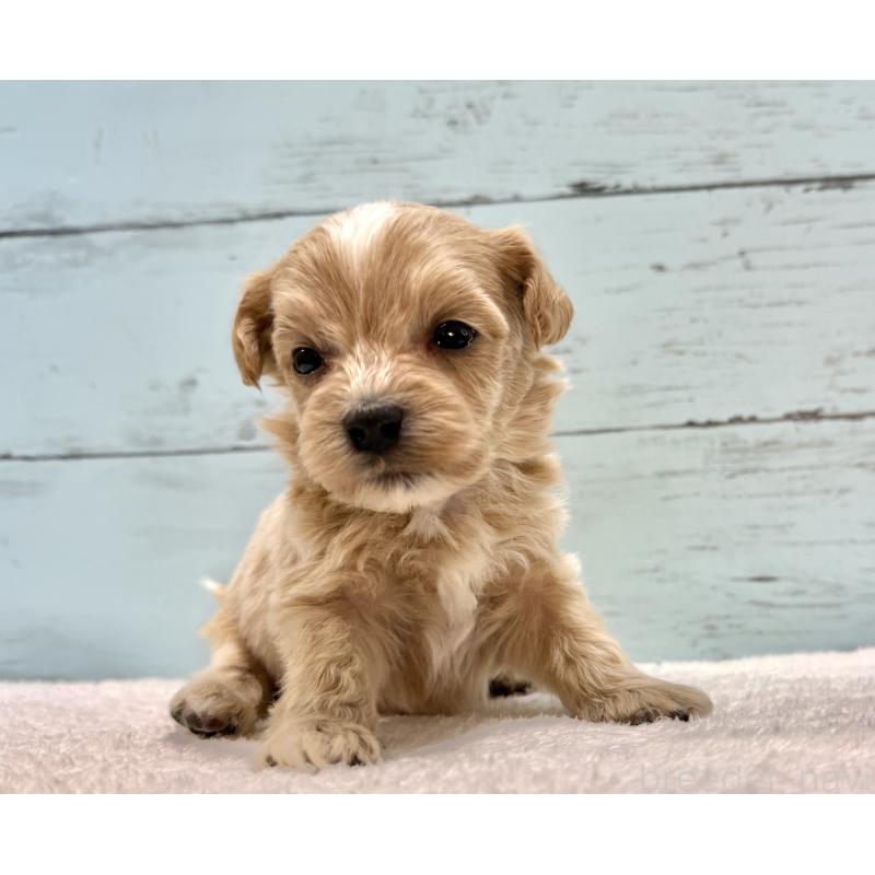 販売中の千葉県のマルプー:マルチーズ×トイプードル-432337の2枚目