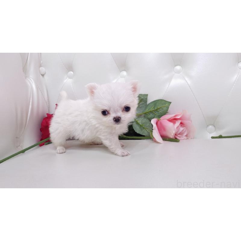 販売中の埼玉県のチワワ(ロングコート)-430704