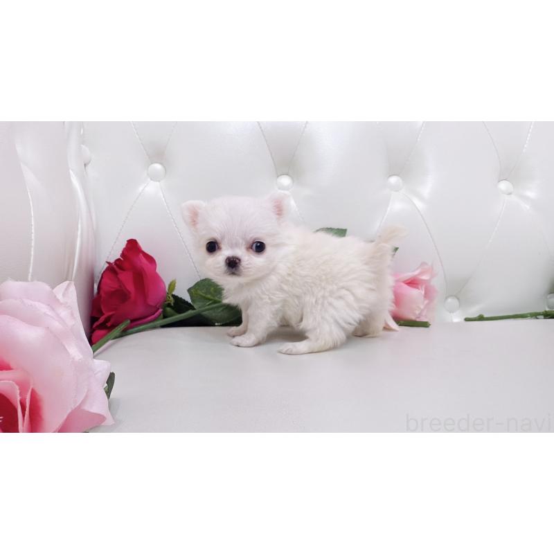 販売中の埼玉県のチワワ(ロングコート)-430704の21枚目