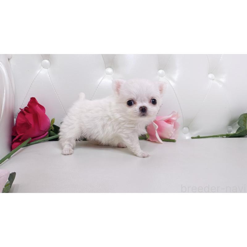 販売中の埼玉県のチワワ(ロングコート)-430704の19枚目