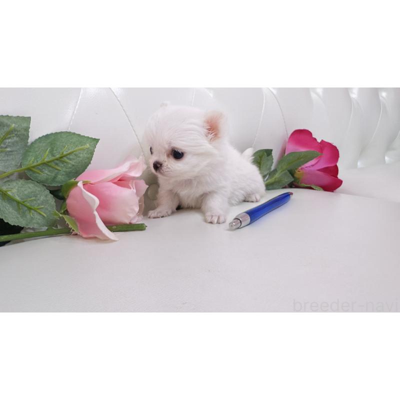 販売中の埼玉県のチワワ(ロングコート)-430704の18枚目