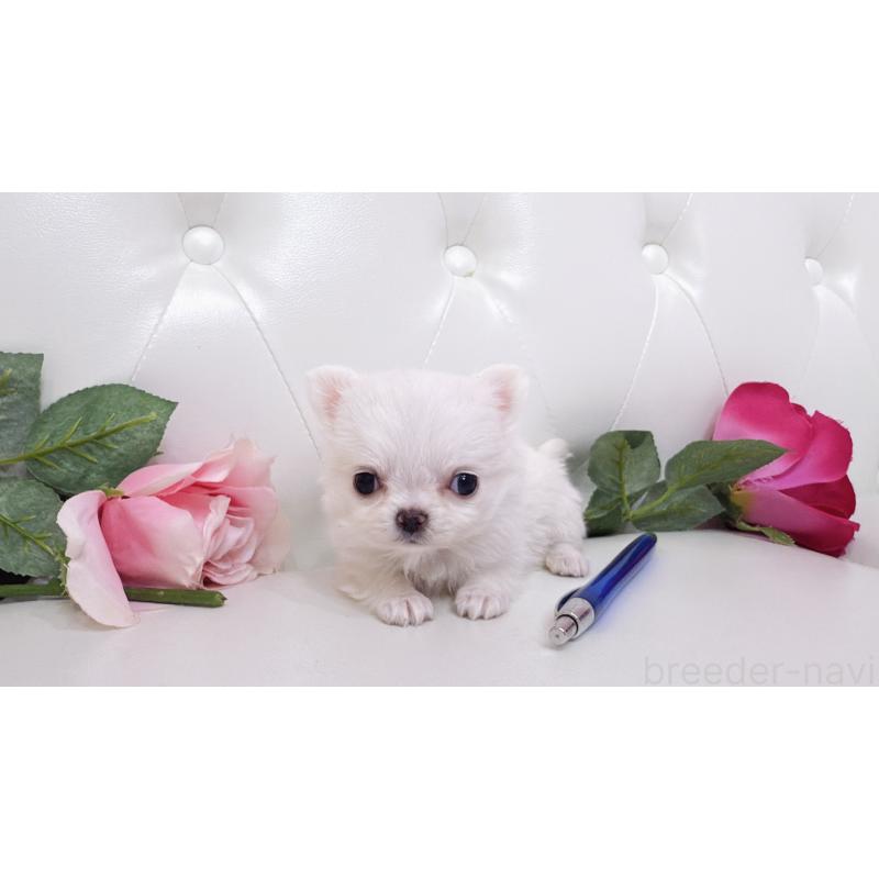 販売中の埼玉県のチワワ(ロングコート)-430704の16枚目