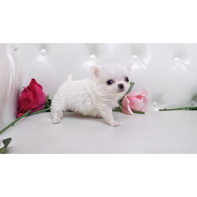 販売中の埼玉県のチワワ(ロングコート)-430704の15枚目