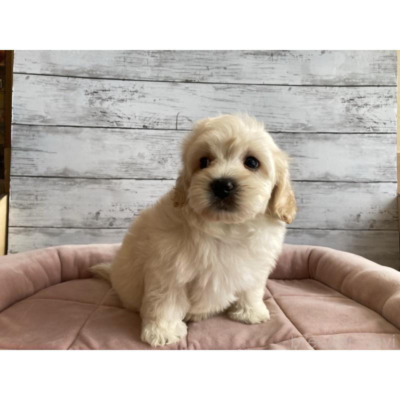 成約済の北海道のマルプー:マルチーズ×トイプードル-429786の4枚目