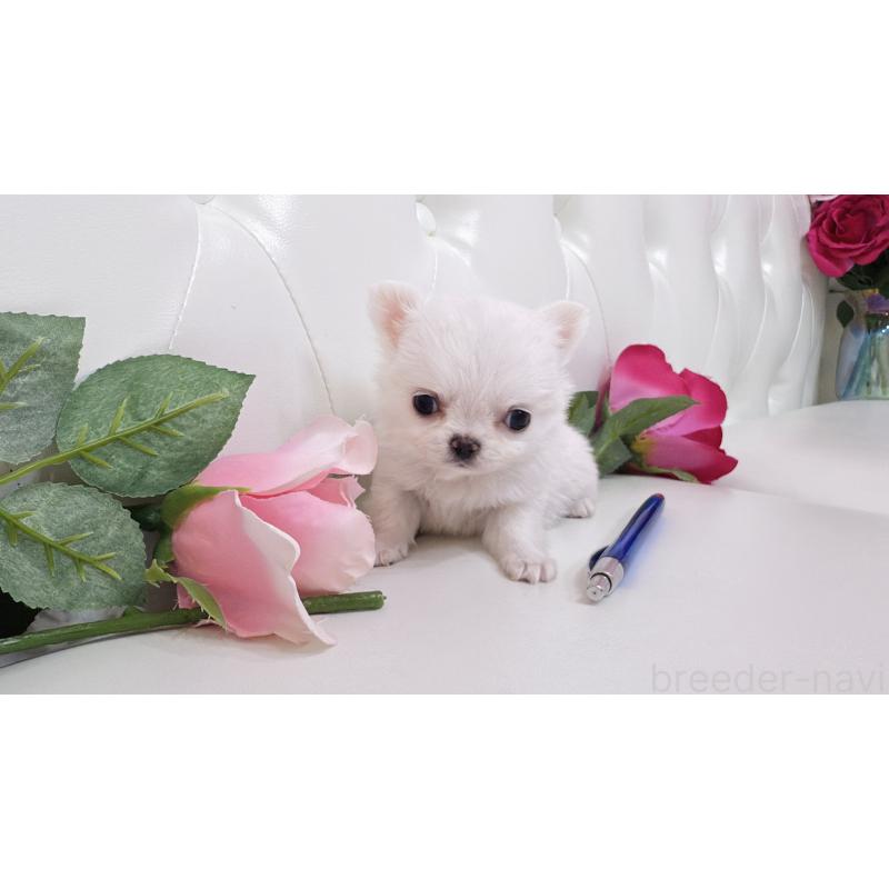 販売中の埼玉県のチワワ(ロングコート)-430704の13枚目