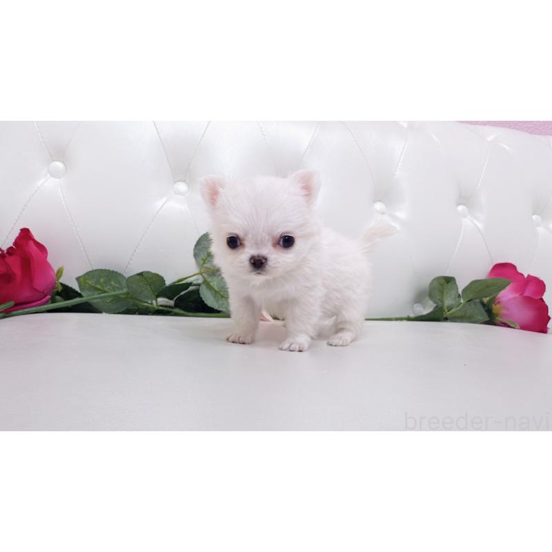 販売中の埼玉県のチワワ(ロングコート)-430704の12枚目