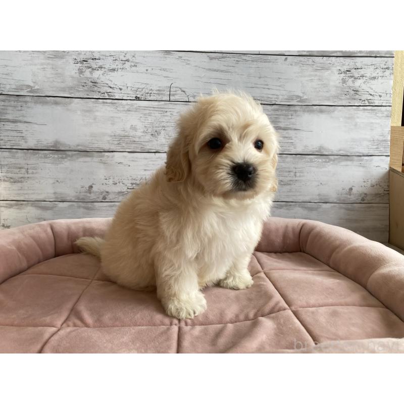 成約済の北海道のマルプー:マルチーズ×トイプードル-429786の2枚目