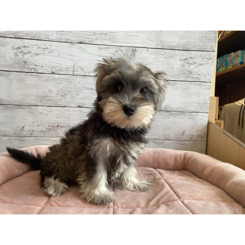 販売中の北海道のマルシュナ:マルチーズ×ミニチュアシュナウザー-423499の5枚目