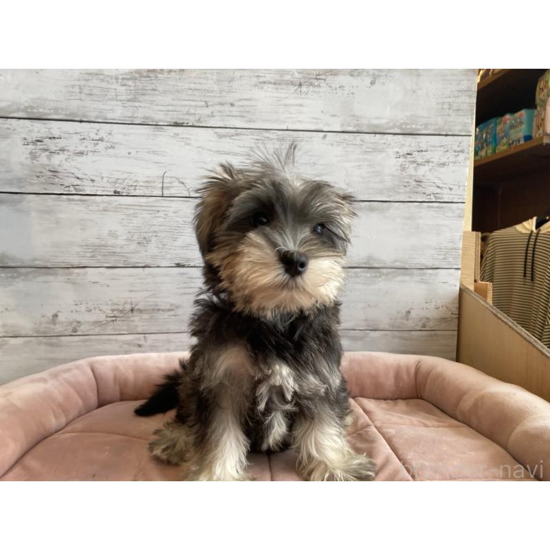 販売中の北海道のマルシュナ:マルチーズ×ミニチュアシュナウザー-423499の4枚目