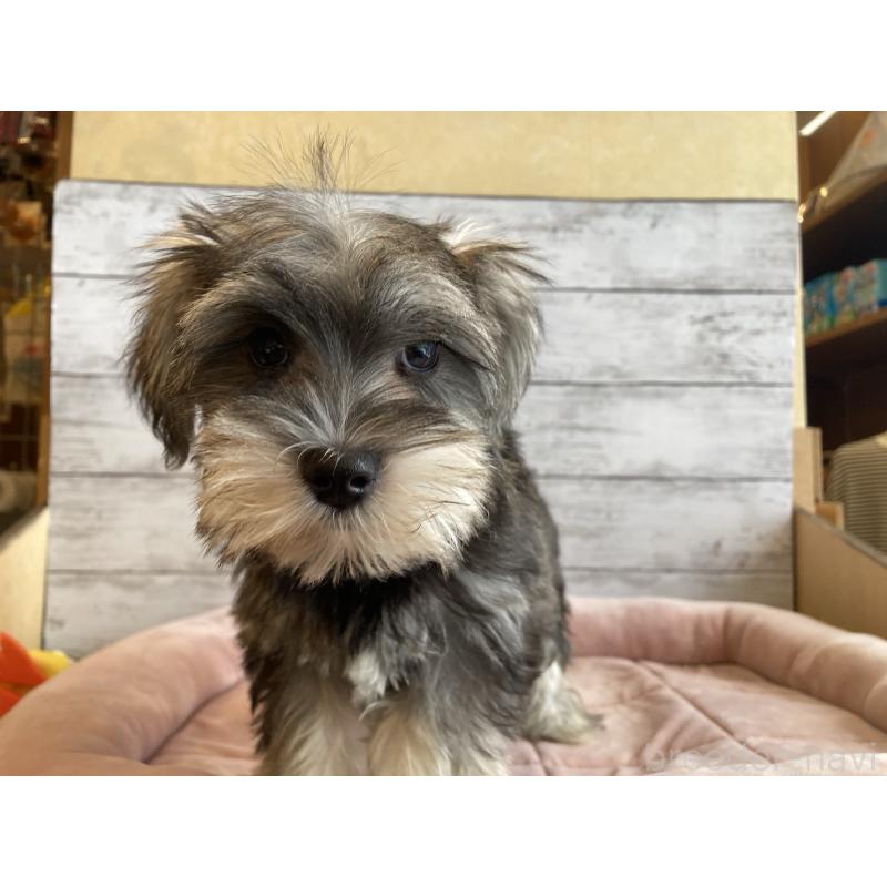 販売中の北海道のマルシュナ:マルチーズ×ミニチュアシュナウザー-423499の3枚目