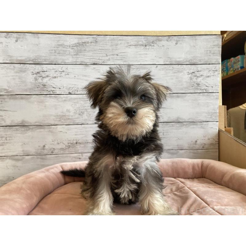 販売中の北海道のマルシュナ:マルチーズ×ミニチュアシュナウザー-423499の2枚目