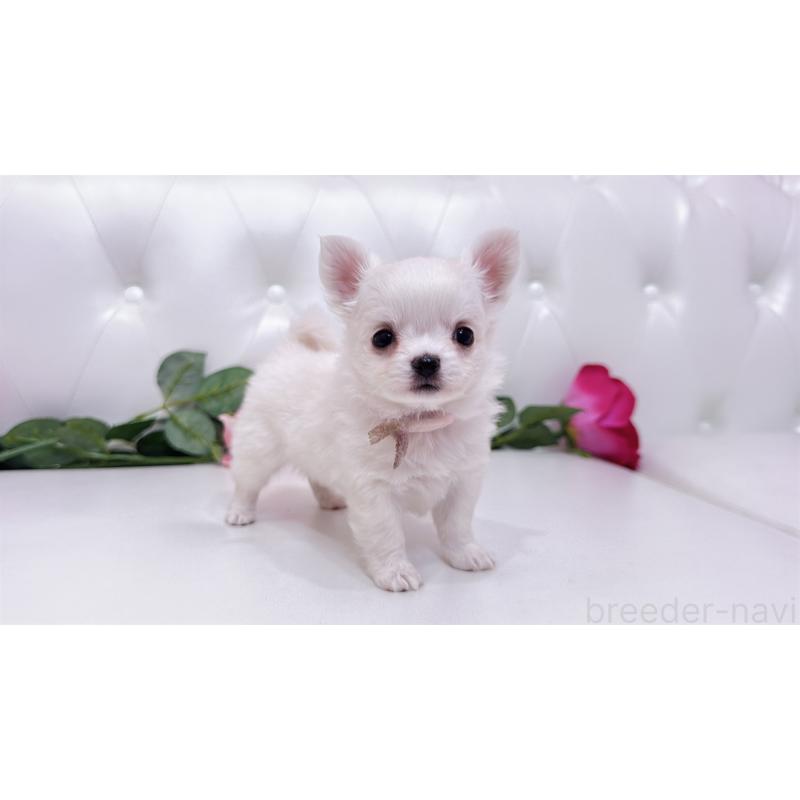 販売中の埼玉県のチワワ(ロングコート)-430707