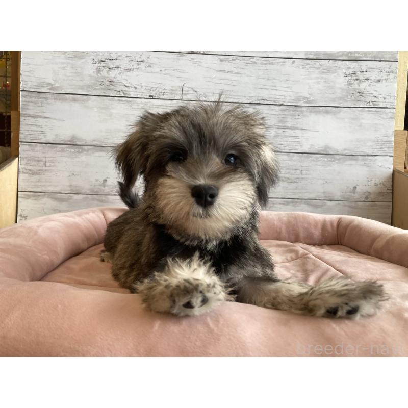 成約済の北海道のマルシュナ:マルチーズ×ミニチュアシュナウザー-422228の6枚目