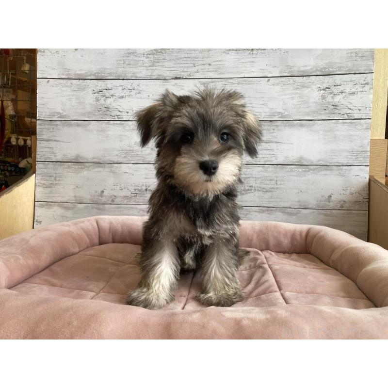 成約済の北海道のマルシュナ:マルチーズ×ミニチュアシュナウザー-422228の5枚目