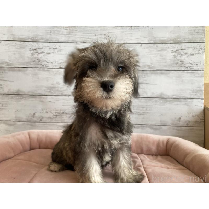 成約済の北海道のマルシュナ:マルチーズ×ミニチュアシュナウザー-422228の4枚目