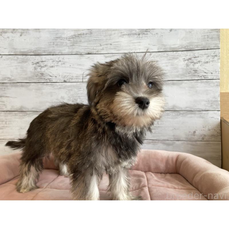 成約済の北海道のマルシュナ:マルチーズ×ミニチュアシュナウザー-422228の3枚目