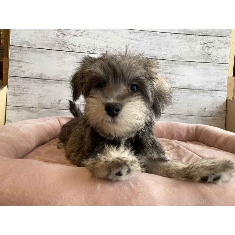 成約済の北海道のマルシュナ:マルチーズ×ミニチュアシュナウザー-422228の2枚目