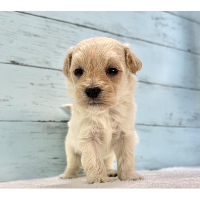 販売中の千葉県のマルプー:マルチーズ×トイプードル-432338の12枚目