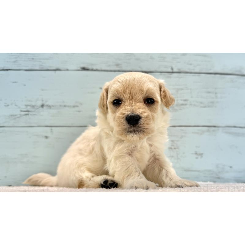 販売中の千葉県のマルプー:マルチーズ×トイプードル-432338の11枚目