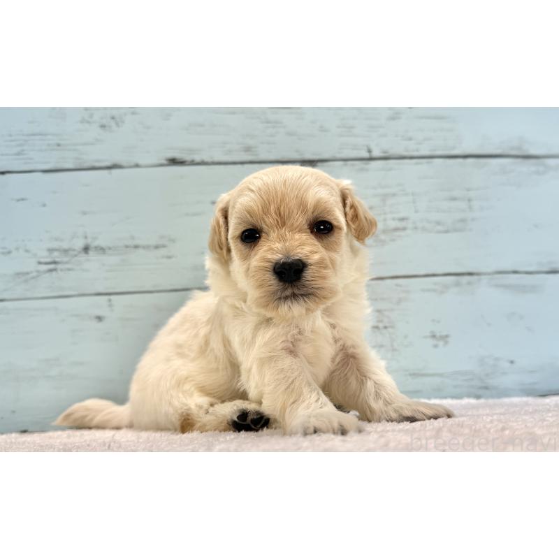 販売中の千葉県のマルプー:マルチーズ×トイプードル-432338の10枚目