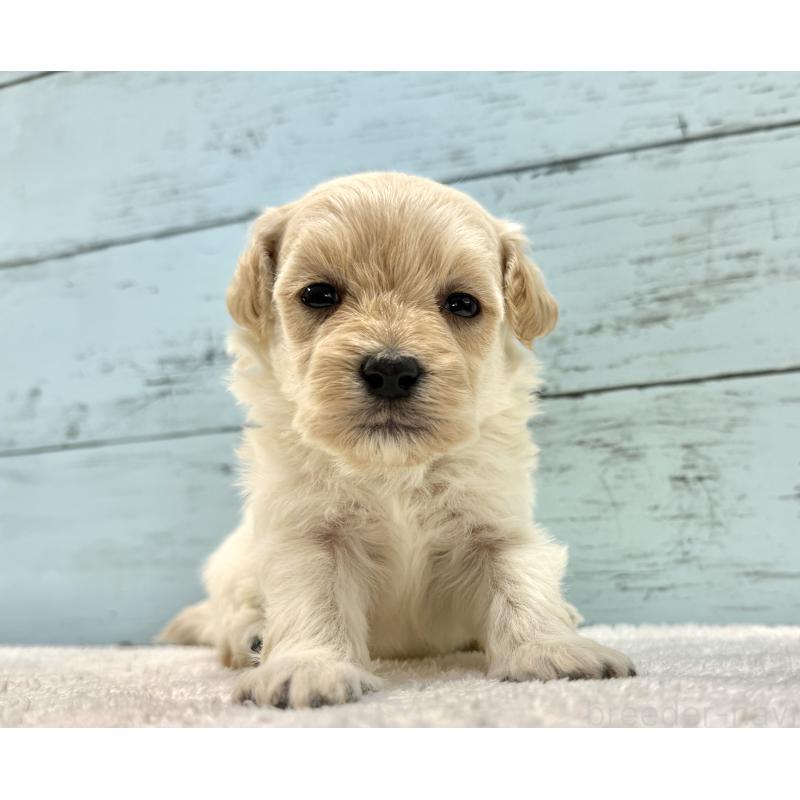 販売中の千葉県のマルプー:マルチーズ×トイプードル-432338の9枚目