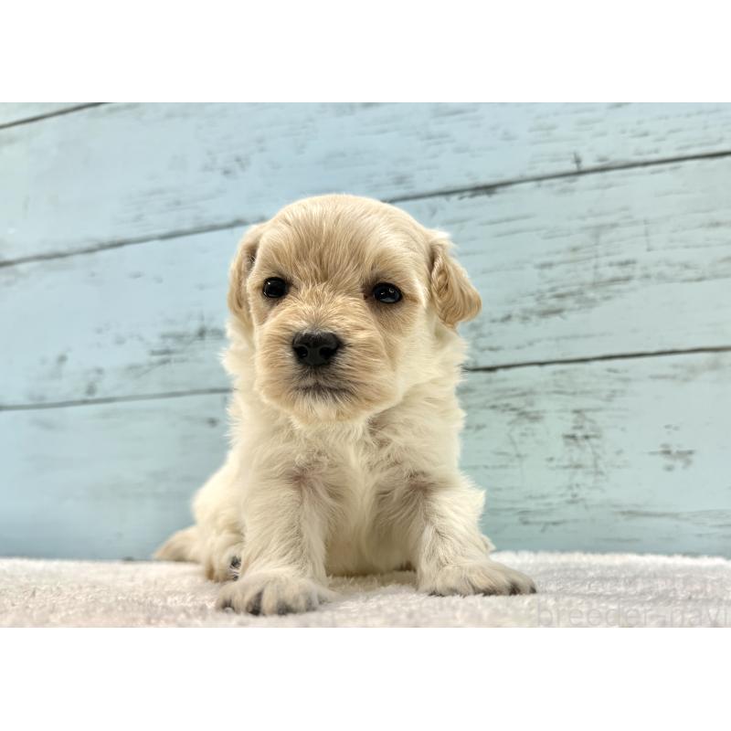 販売中の千葉県のマルプー:マルチーズ×トイプードル-432338の8枚目