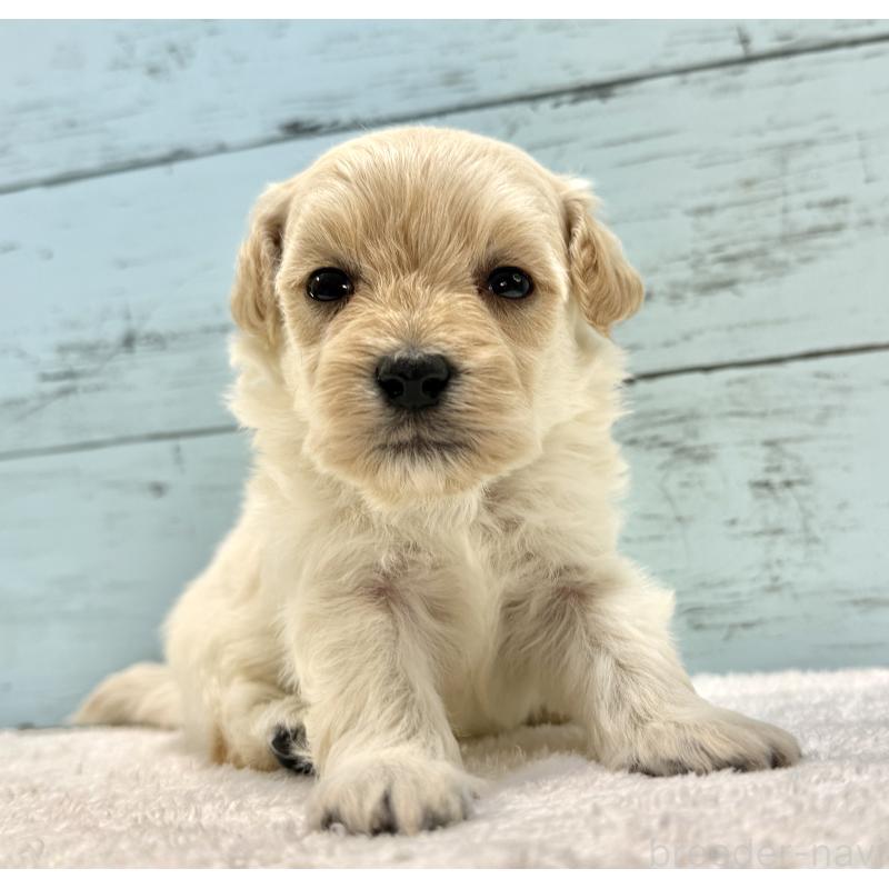 販売中の千葉県のマルプー:マルチーズ×トイプードル-432338の7枚目