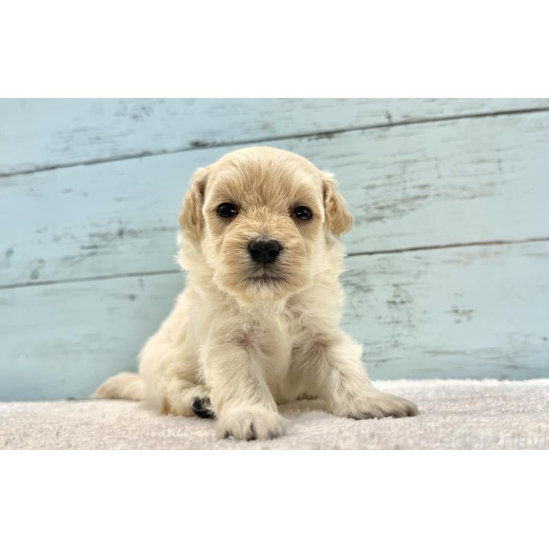 販売中の千葉県のマルプー:マルチーズ×トイプードル-432338の6枚目